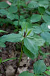 Green trillium